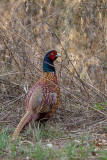 Fagiano (Phasianus colchicus) - Common Pheasant	