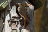 Codirosso (Phoenicurus phoenicurus) - Common Redstart	