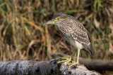 Nitticora (Nycticorax nycticorax) - Black-crowned Night-Heron	