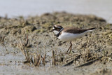 Corriere piccolo	(Little Ringed Plover)