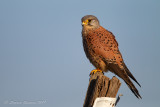 Gheppio	(Falco tinnunculus) - Eurasian Kestrel