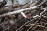 Pink-throated Twinspot (Hypargos margaritatus)