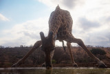  Giraffa sudafricana (Giraffa giraffa giraffa) all'abbeverata