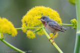 Sterpazzolina (Sylvia cantillans) - Subalpine Warbler