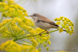 Sterpazzola (Sylvia communis) - Common Whitethroat