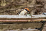 Averla capirossa (Lanius senator) - Woodchat Shrike