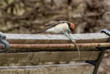 Averla capirossa (Lanius senator) - Woodchat Shrike