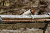 Averla capirossa (Lanius senator) - Woodchat Shrike