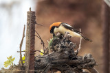 Averla capirossa (Lanius senator) - Woodchat Shrike