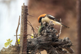 Averla capirossa (Lanius senator) - Woodchat Shrike