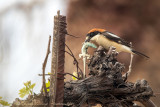 Averla capirossa (Lanius senator) - Woodchat Shrike