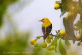 Rigogolo ♂ (Oriolus oriolus) - Eurasian Golden Oriole