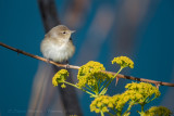 Beccafico (Sylvia borin) - Garden Warbler