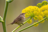 Beccafico (Sylvia borin) - Garden Warbler
