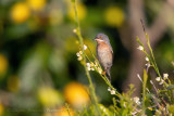 Sterpazzolina ♂ (Sylvia cantillans) - Subalpine Warbler