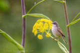 Sterpazzola (Sylvia communis) - Common Whitethroat