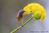 Sterpazzolina (Sylvia cantillans) - Subalpine Warbler