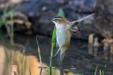 Forapaglie (Acrocephalus schoenobaenus) - Sedge Warbler