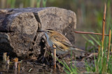 Forapaglie (Acrocephalus schoenobaenus) - Sedge Warbler