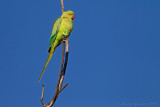 Parrocchetto dal collare (Psittacula krameri) - Ring-necked Parakeet	