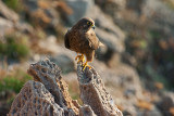 Falco della regina