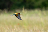 Gruccione (Merops apiaster) - Bee-eater