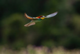 Gruccione (Merops apiaster) - Bee-eater