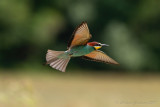 Gruccione (Merops apiaster) - Bee-eater