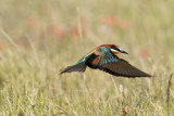 Gruccione (Merops apiaster) - Bee-eater