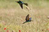 Gruccione (Merops apiaster) - Bee-eater