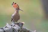 Upupa (Upupa epops) - Hoopoe