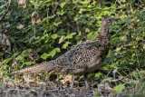 Fagiano (Phasianus colchicus) - Common Pheasant