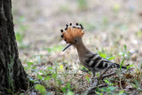 Upupa (Upupa epops) - Hoopoe