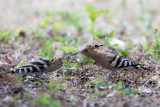 Upupa (Upupa epops) - Hoopoe