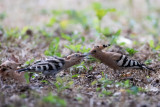 Upupa (Upupa epops) - Hoopoe