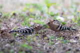 Upupa (Upupa epops) - Hoopoe