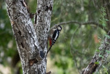 Picchio rosso maggiore ♀ (Dendrocopos major) - Great Spotted Woodpecker