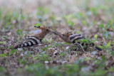 Upupa (Upupa epops) - Hoopoe