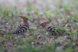 Upupa (Upupa epops) - Hoopoe