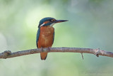 Martin pescatore (Alcedo atthis) - Common kingfisher