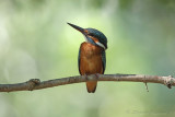 Martin pescatore (Alcedo atthis) - Common kingfisher
