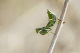 Mantide nana (Ameles spallanzania)