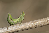 Mantide nana (Ameles spallanzania)