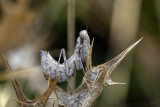 Mantide nana (Ameles spallanzania)