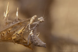 Mantide nana (Ameles spallanzania)