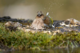 Fringuello (Fringilla coelebs) -Chaffinch