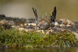 Fringuello (Fringilla coelebs) -Chaffinch