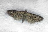 08570 Smalvleugeldwergspanner - Narrow-winged Pug - Eupithecia nanata