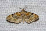08484 Vingerhoedskruiddwergspanner - Foxglove Pug - Eupithecia pulchellata