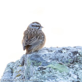 Grijze Gors - Rock Bunting - Emberiza cia